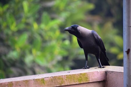 Bird wildlife raven