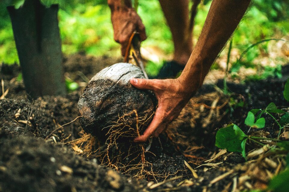 Nature coconut plants