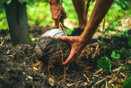 Nature coconut plants