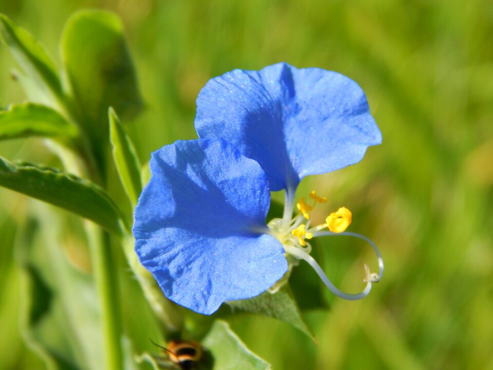 Wild flower blue flower flower celeste