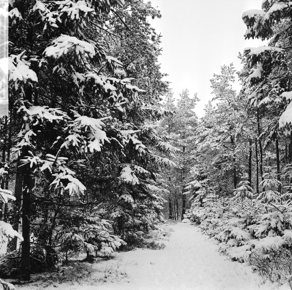 Winter, de bossen op de Veluwe (sneeuw), Bestanddeelnr 917-2831