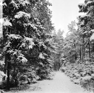Winter, de bossen op de Veluwe (sneeuw), Bestanddeelnr 917-2831