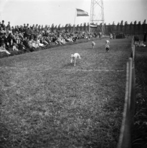 Windhondenrennen, Bestanddeelnr 901-7686 photo