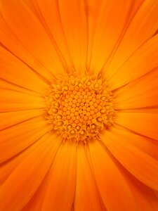 Background texture orange color