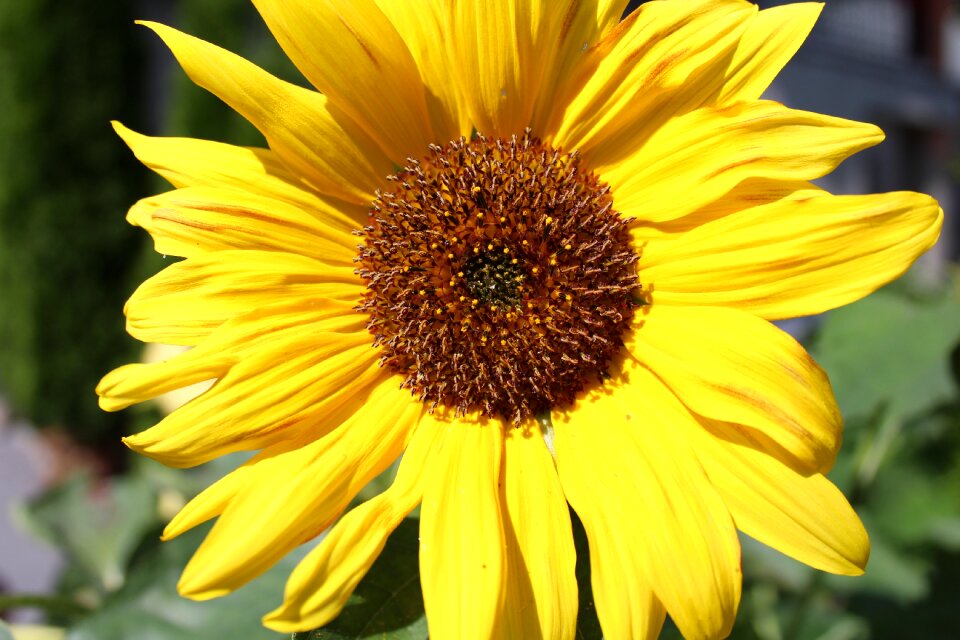 Blooming sunflower sunflower petals summer plants