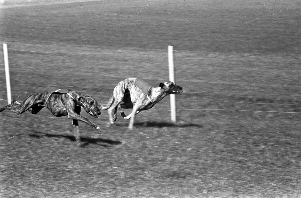 Windhondenrennen om Grand Prix Amsterdam , Jasmijn en Mustang leveren een fel ge, Bestanddeelnr 917-8816