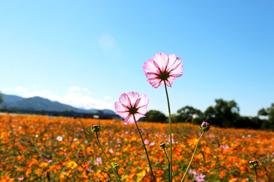 Water your garden cosmos cosmos field