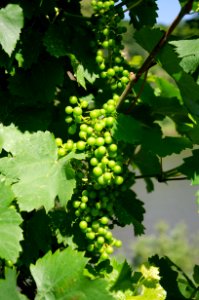 Wine grapes Mosel 2018 (1)