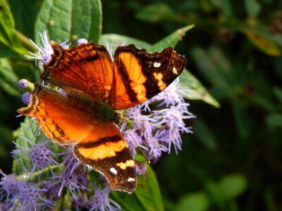 Orange sucking hostal