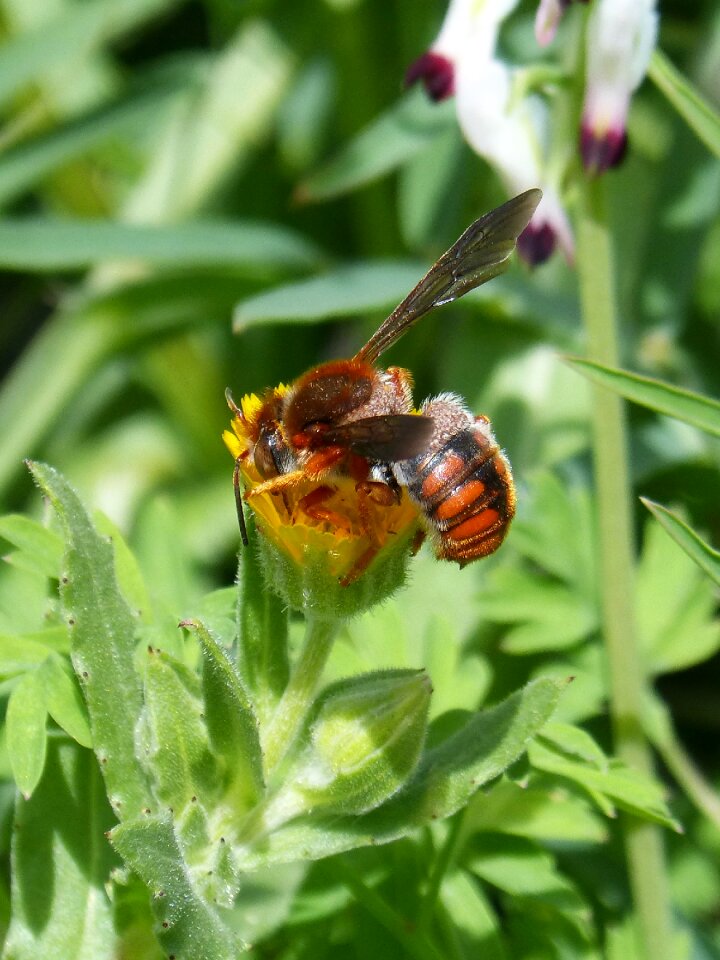 Nature insect anthophila