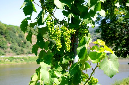 Wine grapes Mosel 2018 (2)