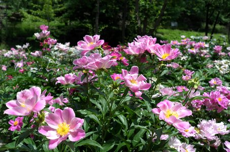 Plants garden summer
