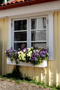 Window with window box at Gamla Strandgatan 21, Gamlestan, Lysekil photo