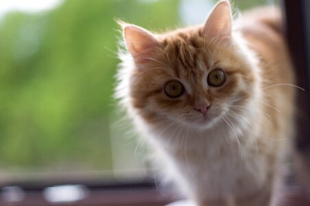 Nature cat portrait pet