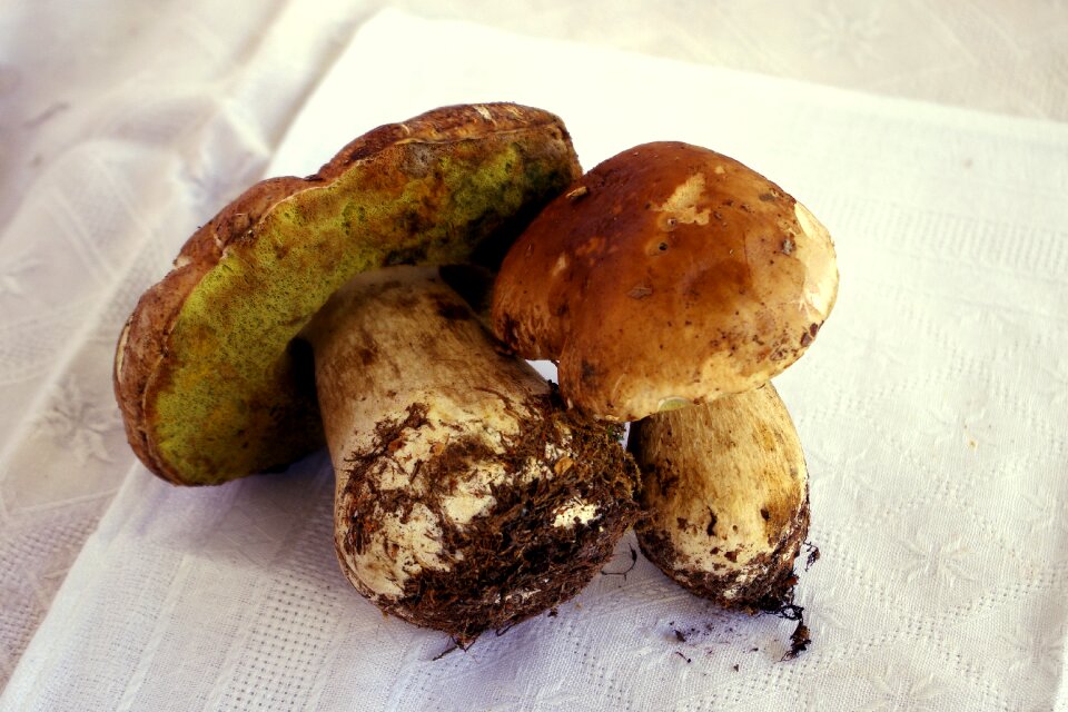 King bolete autumn colors