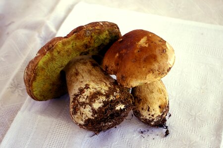 King bolete autumn colors