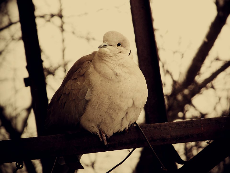Window Pet (6611010)