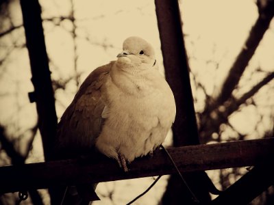 Window Pet (6611010)