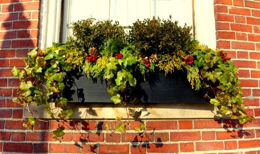 Window box, Beacon Hill - Boston, MA - DSC02121