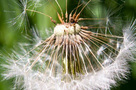 Fluff dandelions faded dandelion