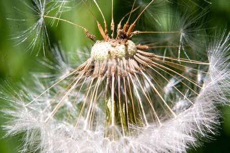 Fluff dandelions faded dandelion photo