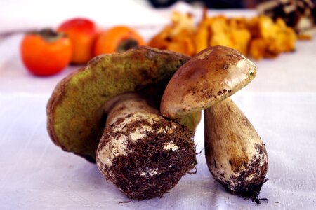 King bolete autumn colors