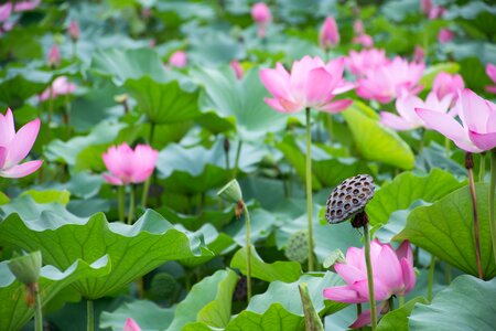Lotus root pond the scenery