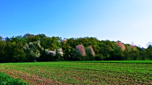 Nature landscape green photo