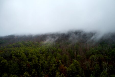 Woods forest green