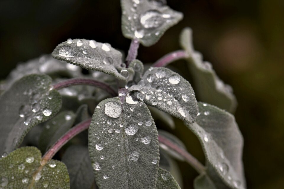 Dewdrop green leaves