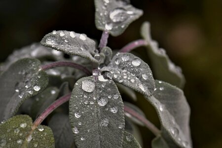 Dewdrop green leaves photo