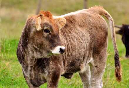 Cute ruminant dairy cattle