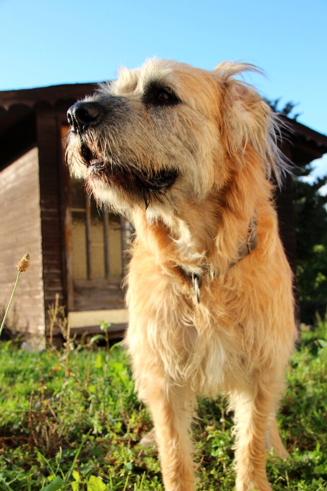 Curious fur domestic dog