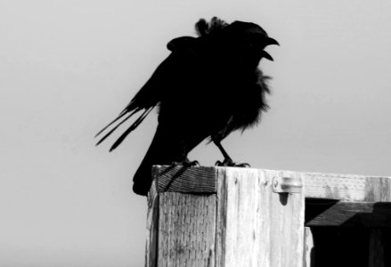 Wind Swept Crow (178050131)