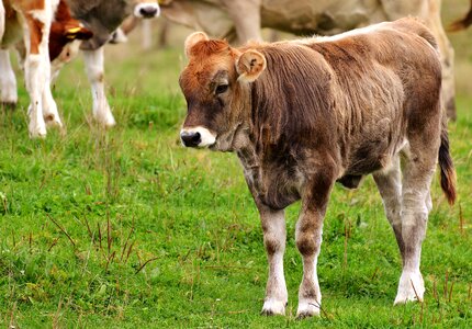 Cute ruminant dairy cattle photo