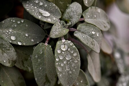 Dewdrop green leaves photo