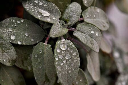 Dewdrop green leaves