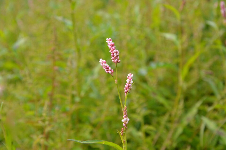 Nature prairie pink flower