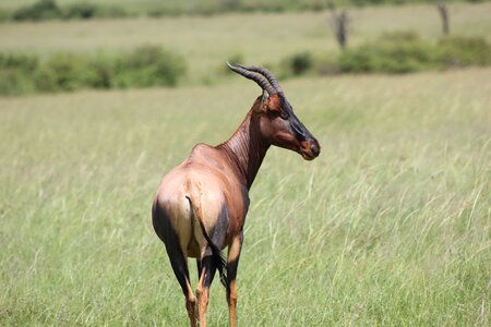 Kenya masai mara wild life