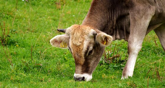 Cute ruminant dairy cattle photo