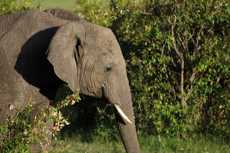 Masai mara elephant wild life