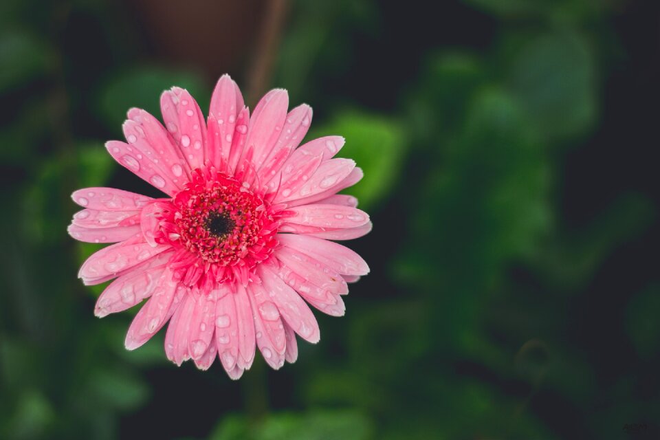Chrysanthemum flower pink nature