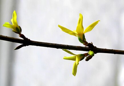 Bush nature flower