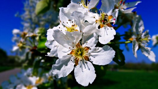 Plant white green