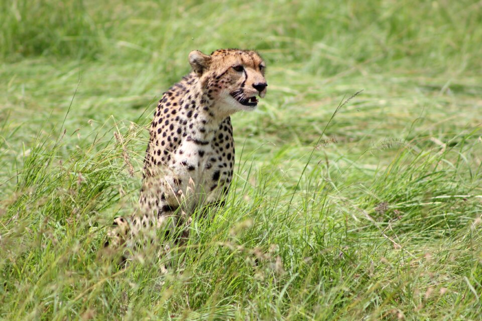 Wild life masai mara green life