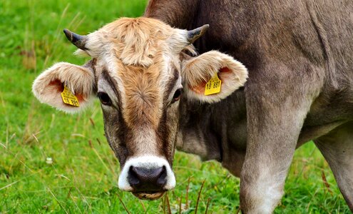 Ruminant dairy cattle pasture photo