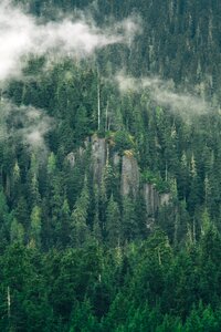 Nature forest rock