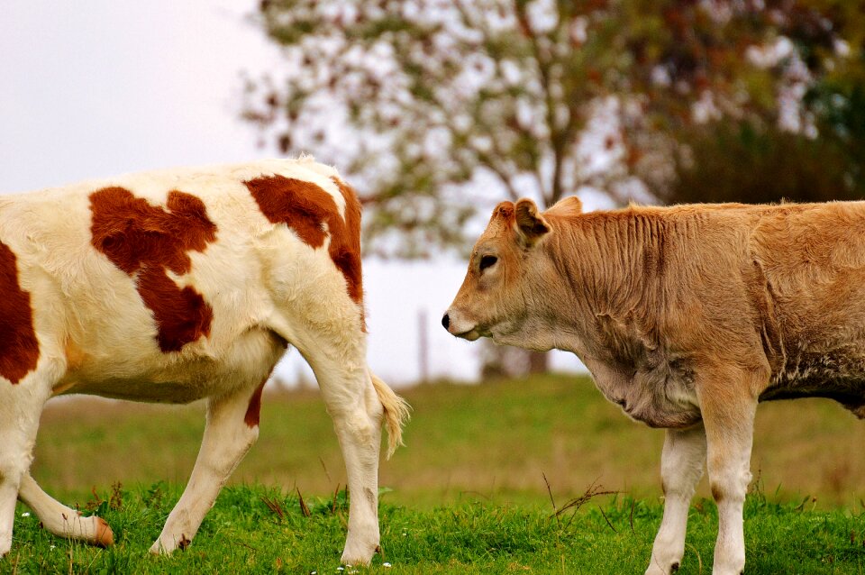 Cute ruminant dairy cattle