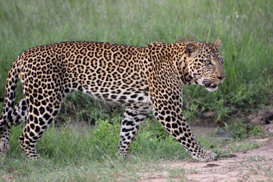 Leopard wild life green life
