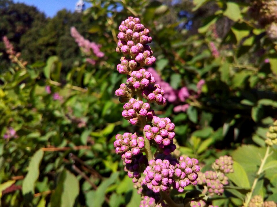 Closeup plant unopened